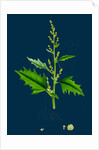 Chenopodium Urbicum; Upright Goosefoot by Anonymous