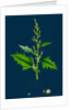 Chenopodium Urbicum; Upright Goosefoot by Anonymous
