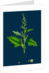 Chenopodium Urbicum; Upright Goosefoot by Anonymous