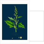 Chenopodium Urbicum; Upright Goosefoot by Anonymous