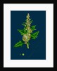 Chenopodium Eu-Rubrum, Var. Genuinum; Red Goosefoot, Var. A. by Anonymous