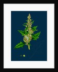 Chenopodium Eu-Rubrum, Var. Genuinum; Red Goosefoot, Var. A. by Anonymous
