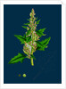 Chenopodium Eu-Rubrum, Var. Genuinum; Red Goosefoot, Var. A. by Anonymous