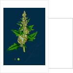 Chenopodium Eu-Rubrum, Var. Genuinum; Red Goosefoot, Var. A. by Anonymous