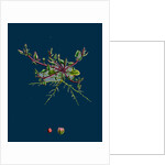 Chenopodium Eu-Rubrum, Var. Pseudo-Botryoides; Red Goosefoot, Var. B. by Anonymous