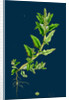 Chenopodium Glaucum; Oak-Leaved Goosefoot by Anonymous