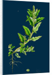 Chenopodium Glaucum; Oak-Leaved Goosefoot by Anonymous