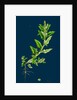 Chenopodium Glaucum; Oak-Leaved Goosefoot by Anonymous