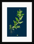Chenopodium Glaucum; Oak-Leaved Goosefoot by Anonymous