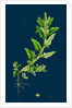 Chenopodium Glaucum; Oak-Leaved Goosefoot by Anonymous