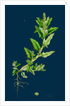 Chenopodium Glaucum; Oak-Leaved Goosefoot by Anonymous