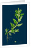 Chenopodium Glaucum; Oak-Leaved Goosefoot by Anonymous