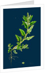 Chenopodium Glaucum; Oak-Leaved Goosefoot by Anonymous