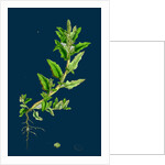 Chenopodium Glaucum; Oak-Leaved Goosefoot by Anonymous