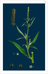 Atriplex Littoralis, Var. Marina; Grass-Leaved Sea Orache, Var. B. by Anonymous