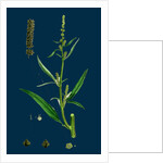 Atriplex Littoralis, Var. Marina; Grass-Leaved Sea Orache, Var. B. by Anonymous