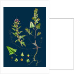 Atriplex Babingtonii; Babington's Orache by Anonymous