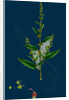 Rumex Conglomeratus; Sharp Dock by Anonymous