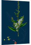 Rumex Conglomeratus; Sharp Dock by Anonymous