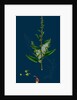 Rumex Conglomeratus; Sharp Dock by Anonymous