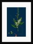Rumex Conglomeratus; Sharp Dock by Anonymous