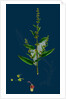 Rumex Conglomeratus; Sharp Dock by Anonymous