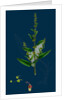 Rumex Conglomeratus; Sharp Dock by Anonymous