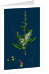 Rumex Conglomeratus; Sharp Dock by Anonymous