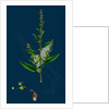 Rumex Conglomeratus; Sharp Dock by Anonymous