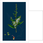 Rumex Conglomeratus; Sharp Dock by Anonymous
