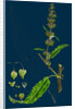 Rumex Pratensis; Meadow Dock by Anonymous