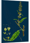 Rumex Pratensis; Meadow Dock by Anonymous