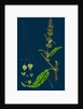 Rumex Pratensis; Meadow Dock by Anonymous