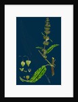 Rumex Pratensis; Meadow Dock by Anonymous