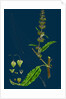 Rumex Pratensis; Meadow Dock by Anonymous