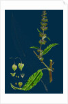 Rumex Pratensis; Meadow Dock by Anonymous