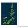 Rumex Pratensis; Meadow Dock by Anonymous
