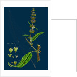 Rumex Pratensis; Meadow Dock by Anonymous