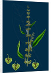 Rumex Conspersus; Hartman's Dock by Anonymous