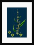 Rumex Conspersus; Hartman's Dock by Anonymous