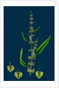 Rumex Conspersus; Hartman's Dock by Anonymous