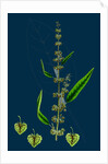 Rumex Conspersus; Hartman's Dock by Anonymous