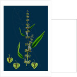 Rumex Conspersus; Hartman's Dock by Anonymous