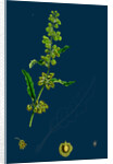 Rumex Crispus; Curled Dock by Anonymous
