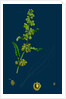 Rumex Crispus; Curled Dock by Anonymous
