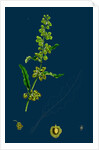 Rumex Crispus; Curled Dock by Anonymous