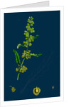 Rumex Crispus; Curled Dock by Anonymous