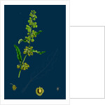 Rumex Crispus; Curled Dock by Anonymous