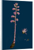 Orobanche Amethystea; Bluish Broom-Rape by Anonymous