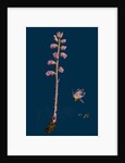 Orobanche Amethystea; Bluish Broom-Rape by Anonymous